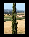 Mesco non docet