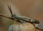 Farfallina