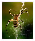Arciope