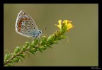 A cavallo verso il fiore