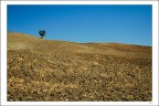 L'albero del pisolino