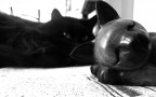 Il mio gattone (sullo sfondo) e un souvenir da stoccolma in primo piano :-D

critiche, impressioni, consigli e commenti sempre graditi! ;-)