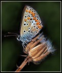 Licenide