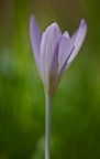soft focus