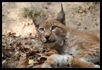 Lince