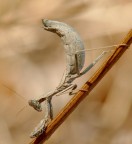 Mantide religiosa