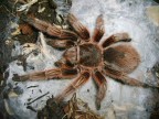 Suggerimenti e critiche sempre ben accetti.
Questa  una Grammostola Rosea, di circa 11anni in perfetto stato.