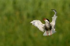 Evoluzioni in volo