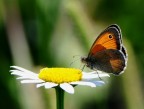 farfalla su margherita