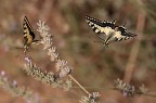 in volo