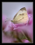 Appoggiata sul fiore