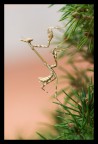 Mantide
