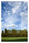 Wall of Trees