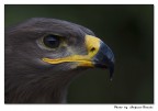 Rapace