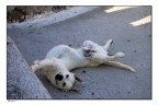 Mentre ero in vacanza, mi giro, e mi accorgo che un cane si era messo in posa :) .

Scatto fatto in velocit, ma a me piace!