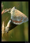 Strana coppia