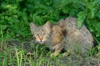 Gatto selvatico con preda