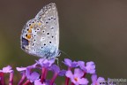 Una domenica mattina a caccia...... ovviamente fotografica, non ci si puo' proprio improvvisare cacciatori, ma non mi posoo lamentare.
A voi il giudizio.
A presto
Robelli
P.S. ecco il link dell'oasi http://www.apenatura.it/fileadmin/Nuovo/Index.html