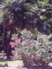 tutto  il parco e  pieno di tanti colori  con un profumo  intenzo  di oleandri  insomma  una meraviglia