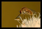 Bombilus Major