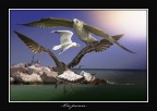 la pesca