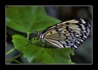 Farfalla