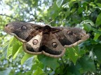 Saturnia Pavonia