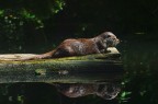 Lontra selvaggia