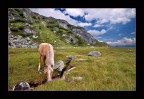 Prato con cavallo