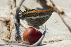 Charaxinae Jasius