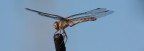 LIBELLULA