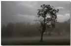 come quest'albero