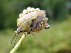 cimice