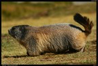 Marmotta Marmotta