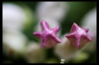 Stelline