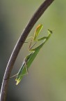 Mantide religiosa