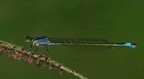 damigella azzurra