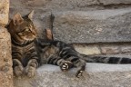 Vita da gatti
