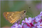Oclodes venatus
