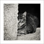 le chat
