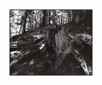 Nel bosco
