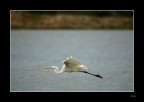 Serenit