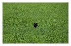 gatto in erba gatta
