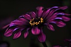 fiore