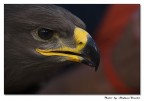 Aquila
