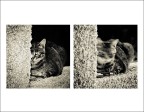 Le Chat Noir