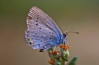Farfallina