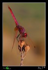 Verticale in rosso