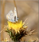 Coppia 2