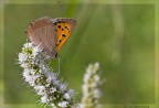 Lycaena phlaeas